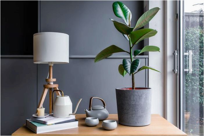 Ficus Elastica (Каучуковое дерево): Советы по выращиванию в закрытом грунте для начинающих