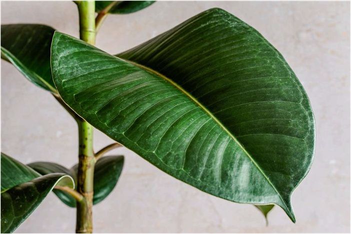 Ficus Elastica (Каучуковое дерево): Советы по выращиванию в закрытом грунте для начинающих