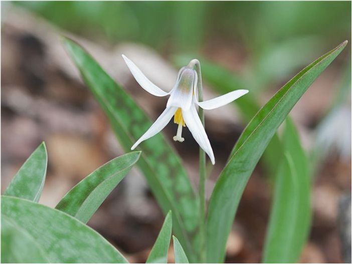Как выращивать и ухаживать за белой форелевой лилией (Dogtooth Violet)