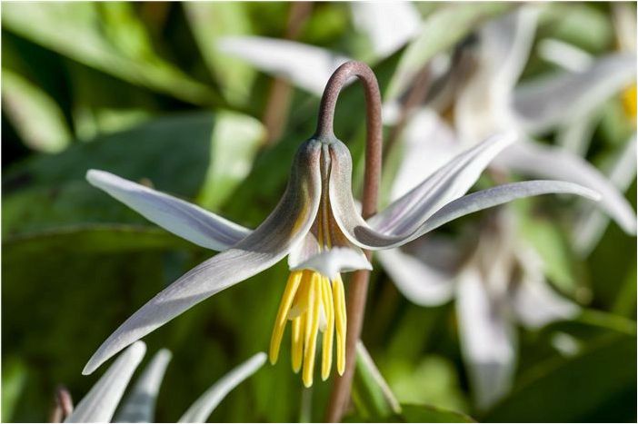 Как выращивать и ухаживать за белой форелевой лилией (Dogtooth Violet)