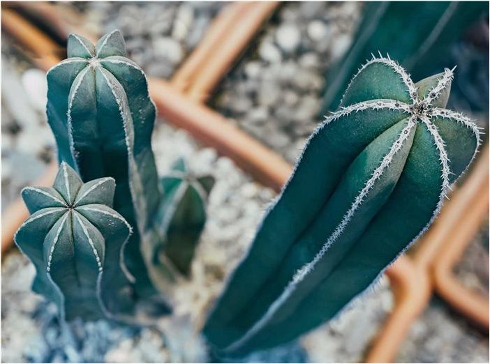10 лучших крупных кактусовых растений для выращивания в помещении