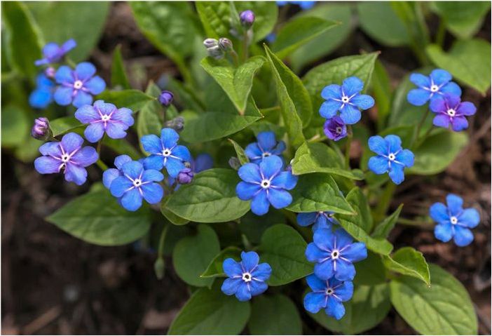 11 популярных многолетних цветов для тенистых садов