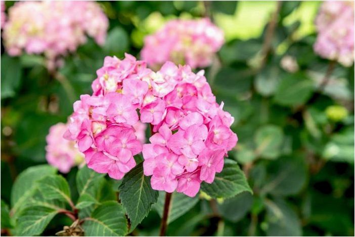 Как выращивать и ухаживать за гортензией BloomStruck