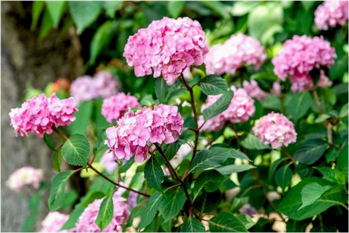 Как выращивать и ухаживать за гортензией BloomStruck