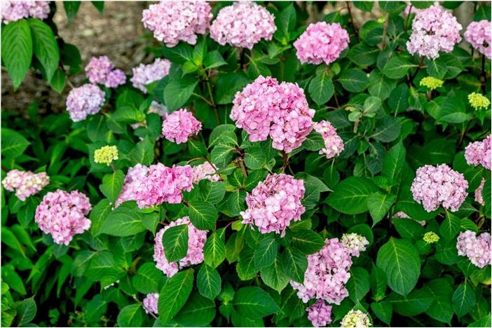 Как выращивать и ухаживать за гортензией BloomStruck