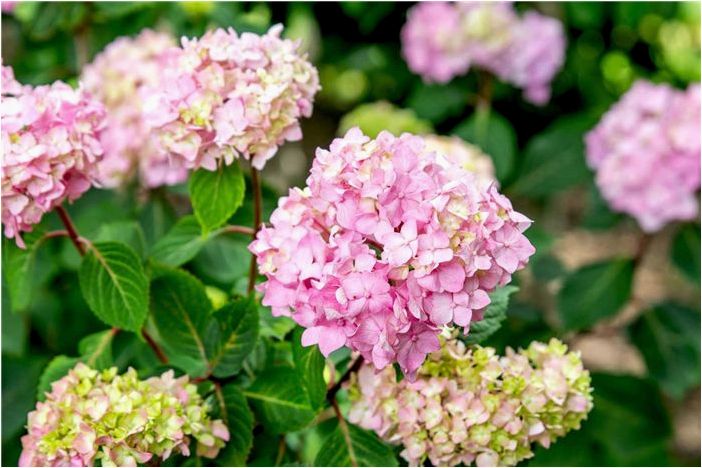 Как выращивать и ухаживать за гортензией BloomStruck