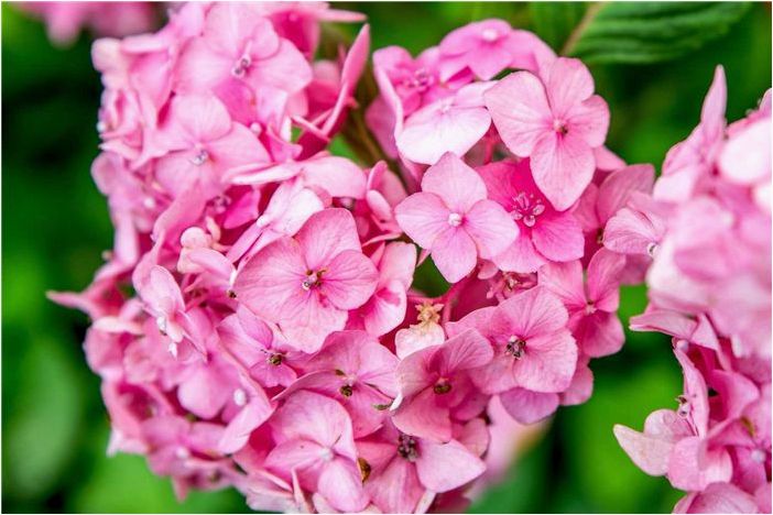 Как выращивать и ухаживать за гортензией BloomStruck
