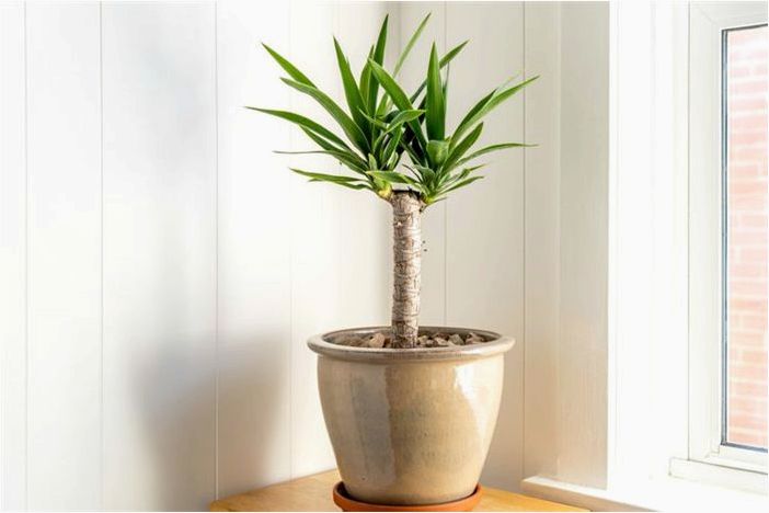 Как выращивать и ухаживать за юккой бесхребетной