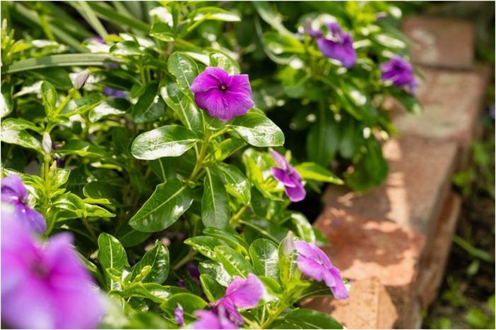 Как вырастить однолетний Vinca (мадагаскарский барвинок)