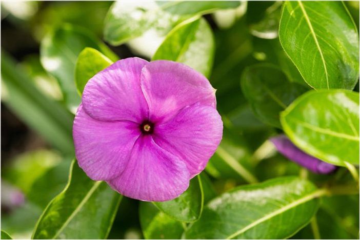 Как вырастить однолетний Vinca (мадагаскарский барвинок)