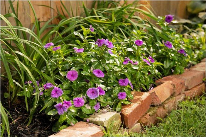 Как вырастить однолетний Vinca (мадагаскарский барвинок)