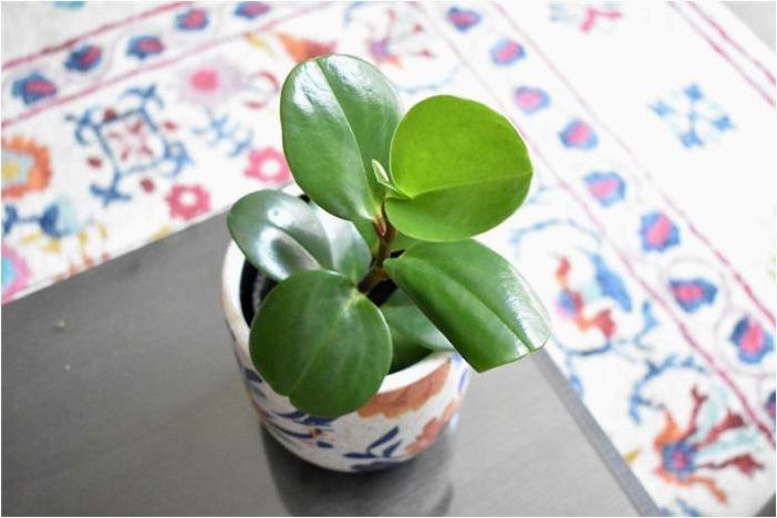 Как вырастить Peperomia Obtusifolia (детское каучуковое растение)