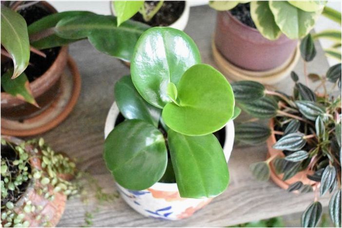 Как вырастить Peperomia Obtusifolia (детское каучуковое растение)