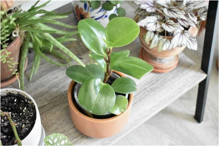 Как вырастить Peperomia Obtusifolia (детское каучуковое растение)
