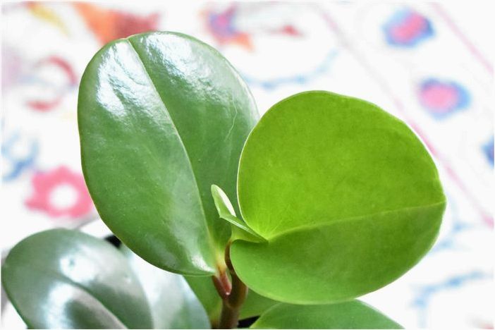 Как вырастить Peperomia Obtusifolia (детское каучуковое растение)
