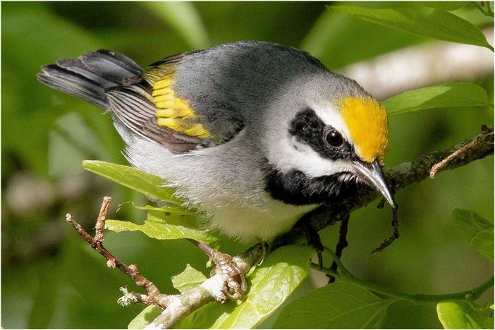 20 лучших птиц для наблюдения в Миннесоте