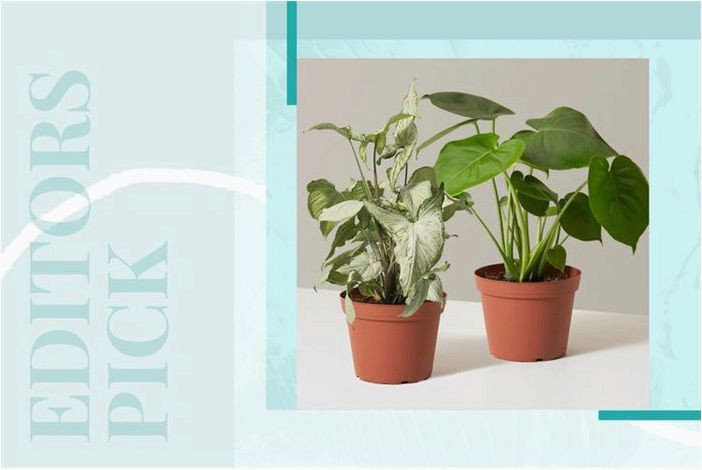 Растения с 50% скидкой на весенней распродаже в The Sill