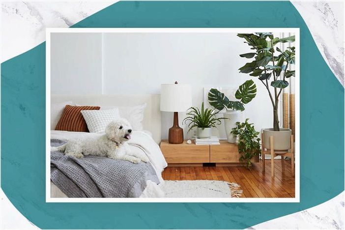 Растения с 50% скидкой на весенней распродаже в The Sill