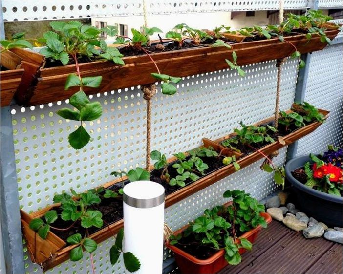 20 О-о-очень свежих идей DIY для клубничных саженцев