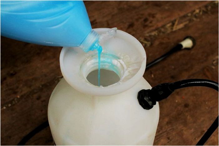 Как избавиться от диких фиалок на газоне