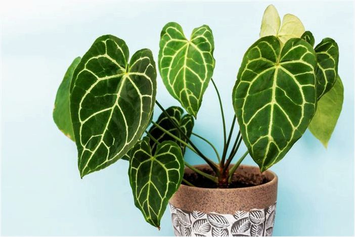 Как выращивать и ухаживать за Anthurium Crystallinum