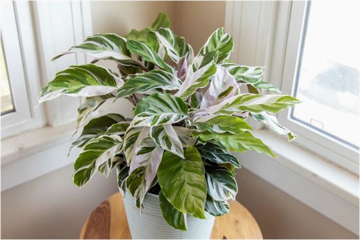 Как выращивать и ухаживать за Calathea 'White Fusion'