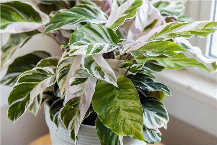 Как выращивать и ухаживать за Calathea 'White Fusion'