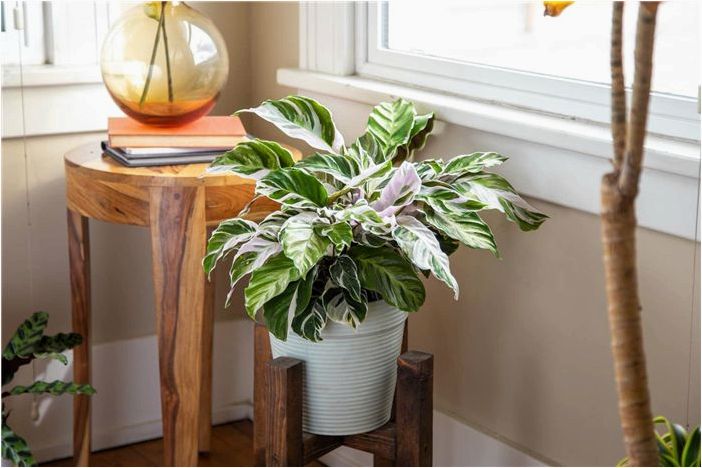 Как выращивать и ухаживать за Calathea 'White Fusion'