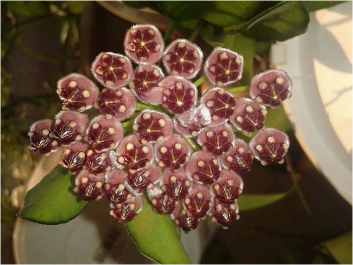 Как выращивать и ухаживать за хойей Вайета (Hoya Wayetii)
