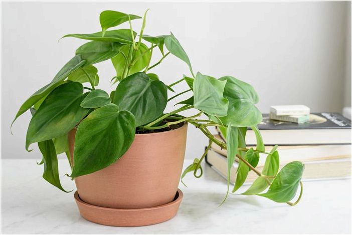 10 комнатных растений, которые будут процветать на вашей кухне
