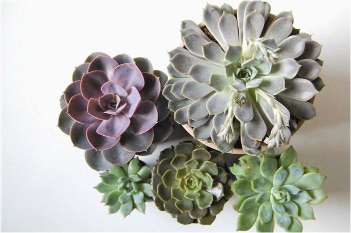10 комнатных растений, которые будут процветать на вашей кухне