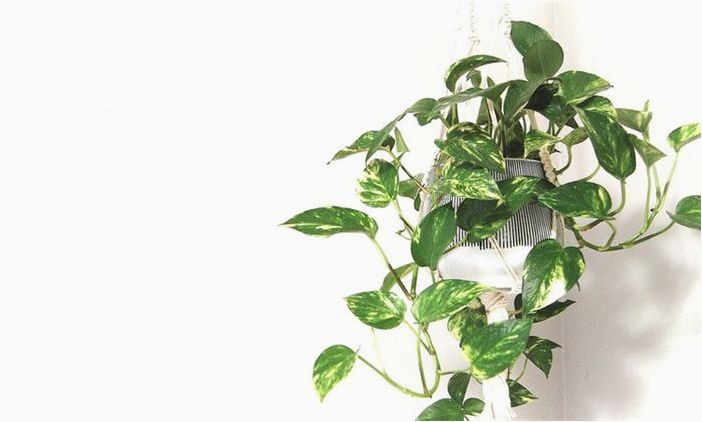 10 комнатных растений, которые будут процветать на вашей кухне