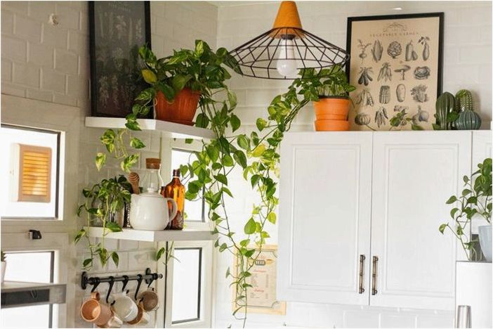 10 комнатных растений, которые будут процветать на вашей кухне