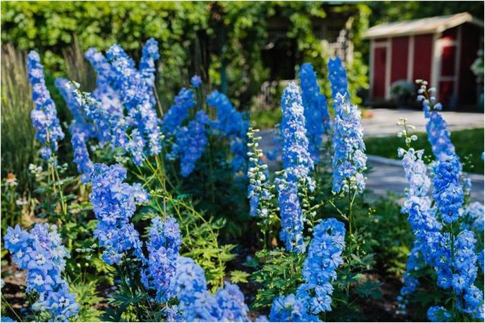 30 самых красивых цветов в мире