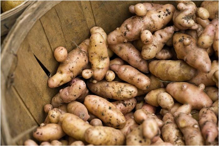 9 репродуктивных сортов картофеля для вашего сада