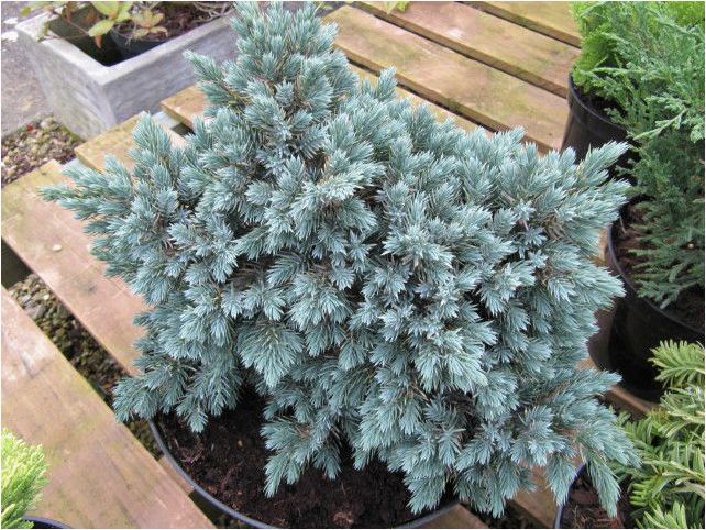 Как выращивать и ухаживать за кустарником можжевельника Blue Star