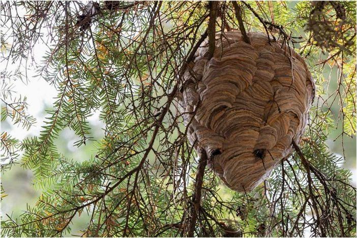 Как избавиться от бумажных ос