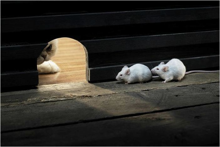 4 Животные, которые могут помочь в естественной борьбе с вредителями