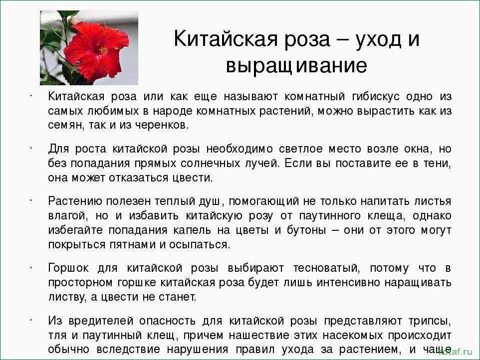 10 распространенных проблем с розами (и как их решить)