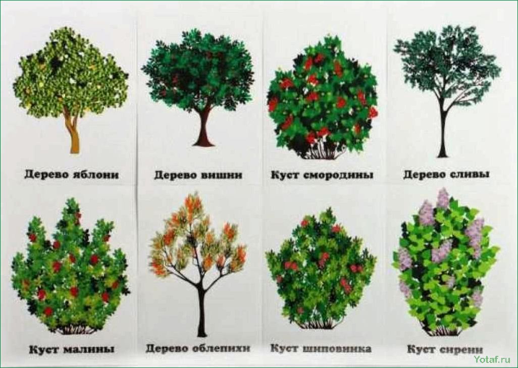 12 распространенных видов ивовых деревьев и кустарников
