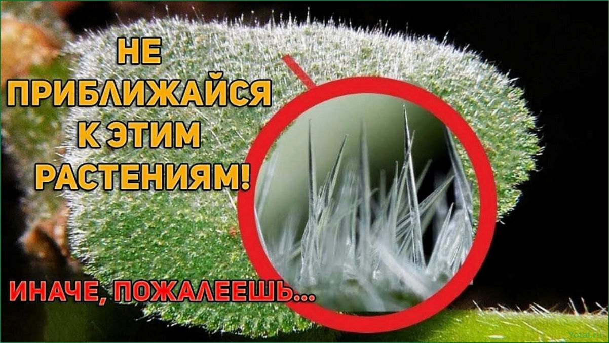 12 растений для открытого грунта, которые нельзя убивать