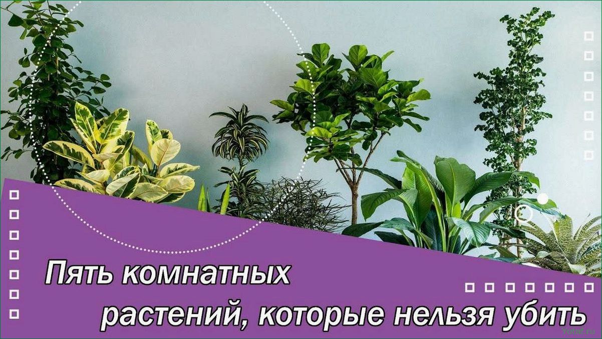 12 растений для открытого грунта, которые нельзя убивать