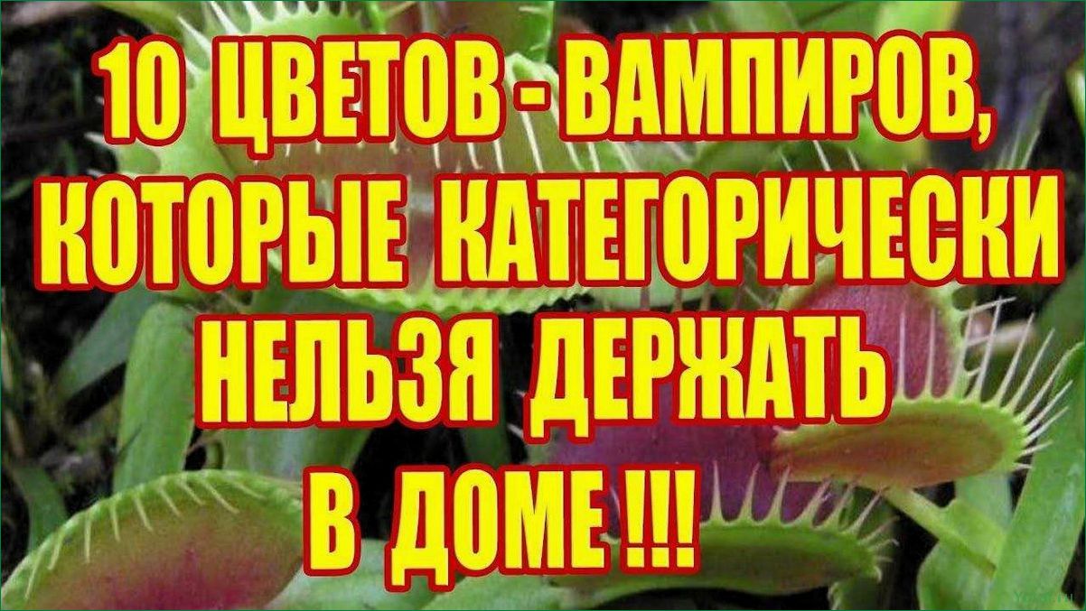 12 растений для открытого грунта, которые нельзя убивать