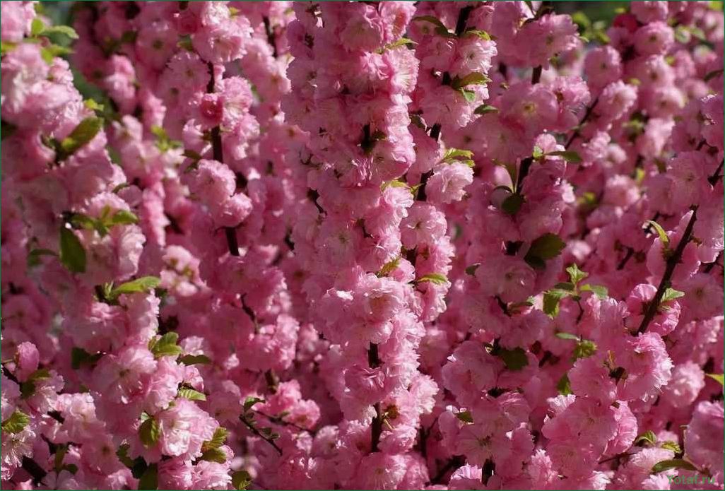 19 цветущих и плодоносящих деревьев и кустарников из рода Prunus