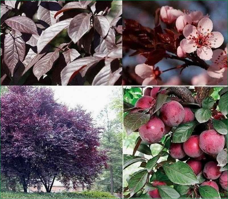 19 цветущих и плодоносящих деревьев и кустарников из рода Prunus