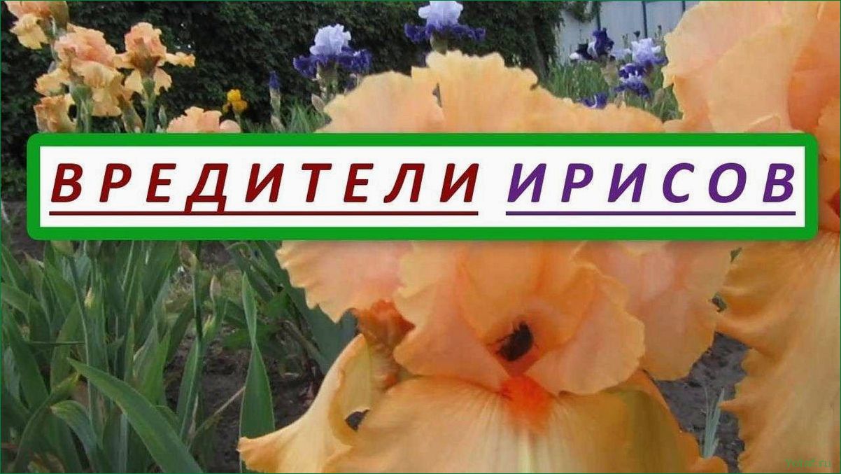 Выявление и борьба с ирисовыми бордерами
