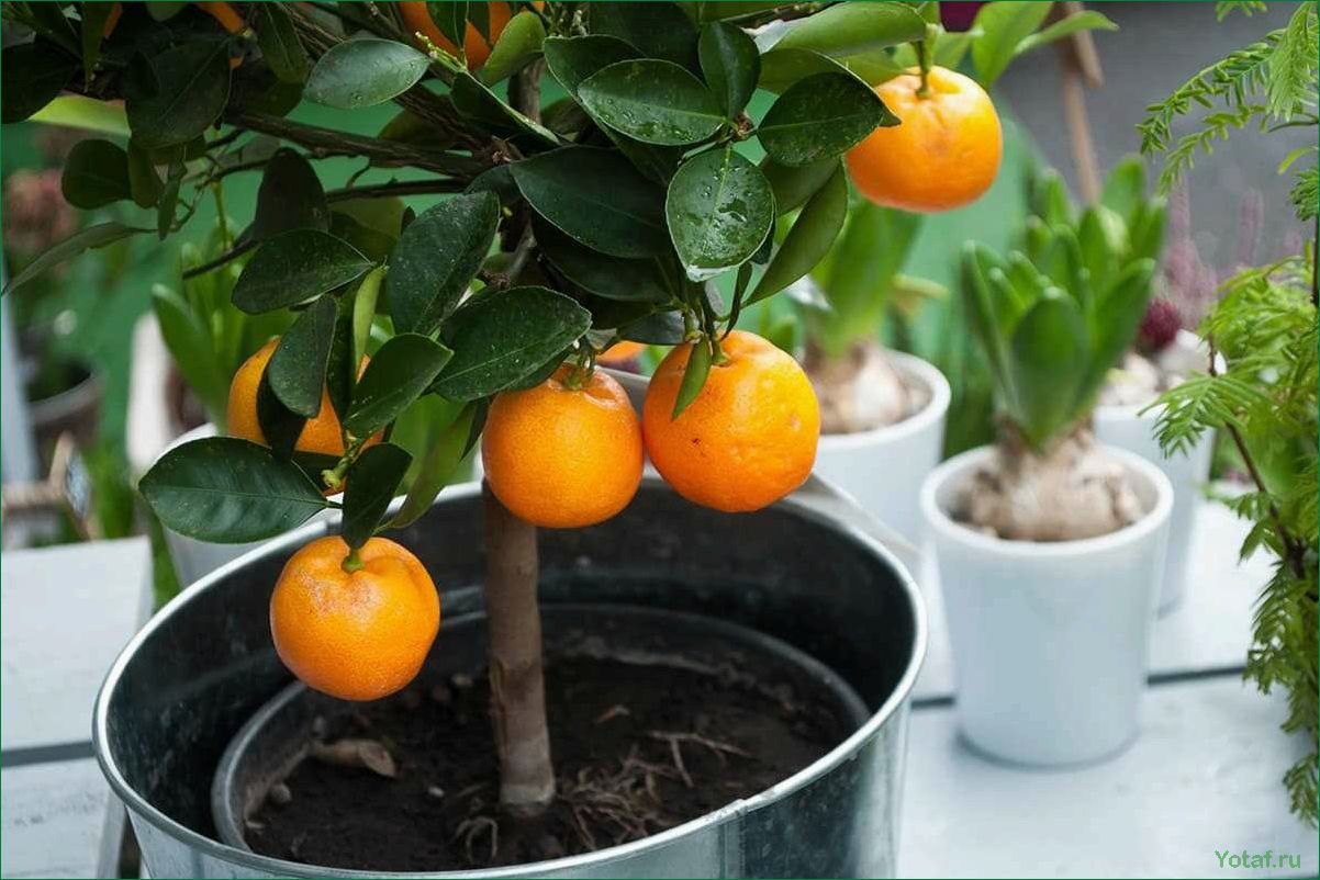 Как выращивать и ухаживать за апельсиновыми деревьями