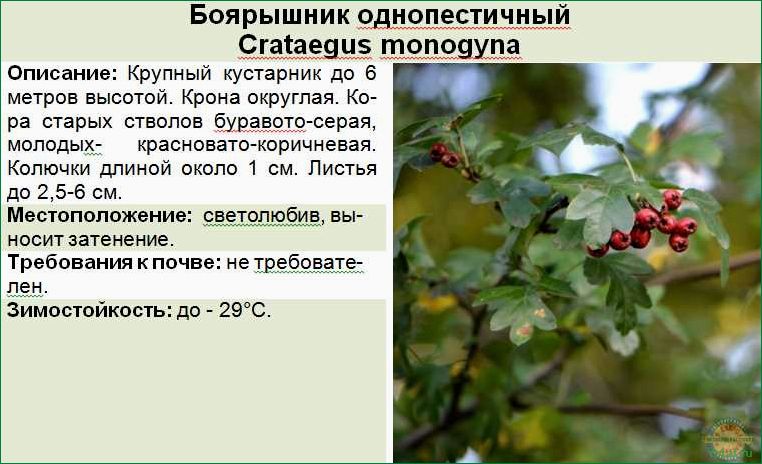 Как выращивать и ухаживать за деревьями боярышника