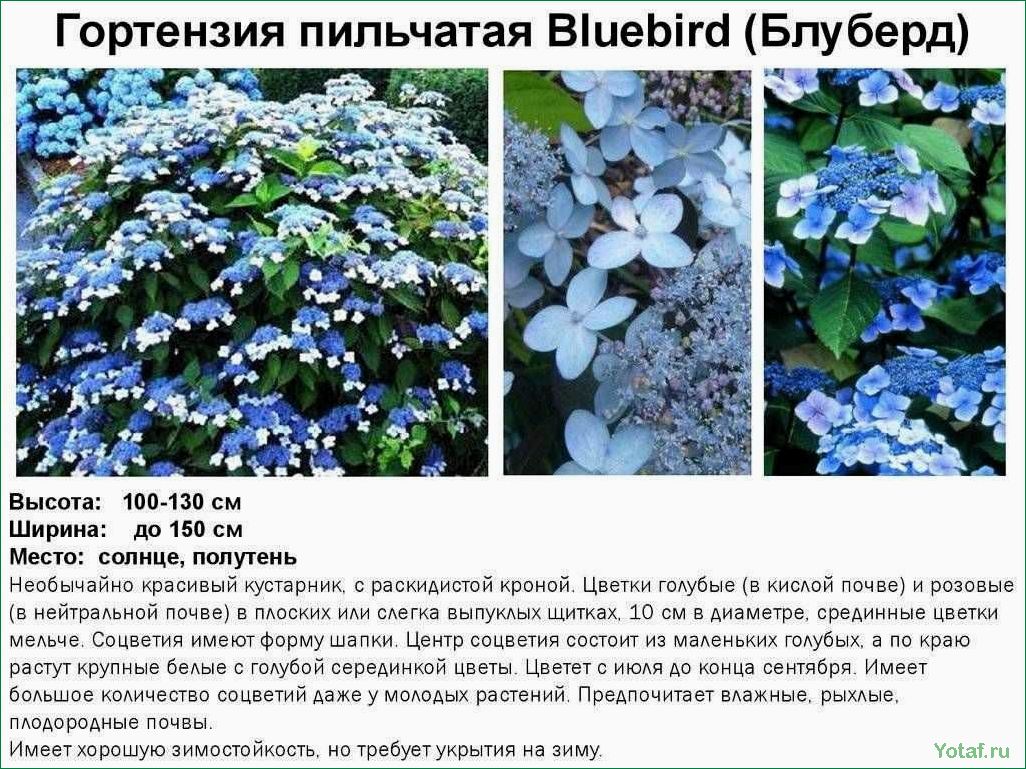Как вырастить гортензию Серрата (горную гортензию)