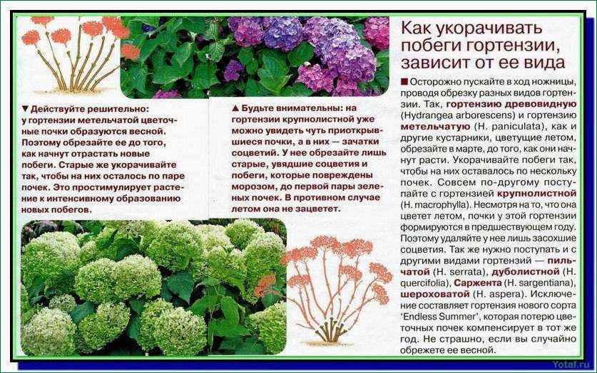 Как вырастить гортензию Серрата (горную гортензию)